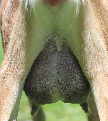 lesperance walk the plank